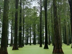 -渌洋湖湿地公园
