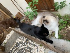 -喵屿·大理花园猫咖