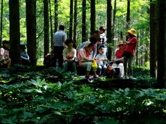 -黄海国家森林公园