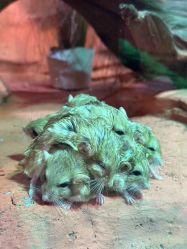 -Zoolung Zoolung动物主题公园(海信广场店)