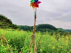 -桑洲油菜花景区