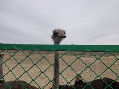 -新疆天山野生动物园