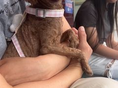 -顺强宠物诊所·狂犬免疫·夜诊·骨科(嘉定店)
