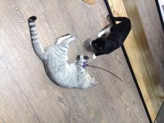 猫语时光咖啡书吧-小时光咖啡馆(开森度假森林店)