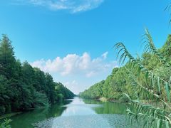 -上海海湾国家森林公园