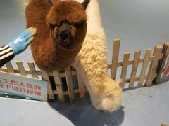 -巴克创奇梦工厂