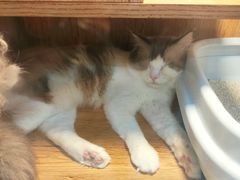 -叮叮猫咪生活馆