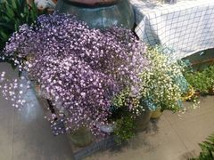 -杭州街角花屋花店(闻堰店)