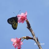 深圳人的后花园|暖暖的春风迎面桃花朵朵开