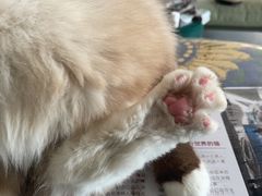 -平行世界·猫咖(首经贸店)