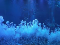 -哈尔滨波塞冬海底世界