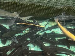 -京北渔家傲