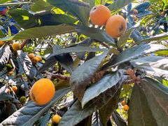 -塘栖枇杷特色园区