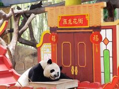 -广州长隆野生动物世界