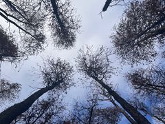 -上海共青森林公园