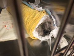 -艾贝尔宠物医院·24H转诊中心·肿瘤猫专科(江宁双龙店)