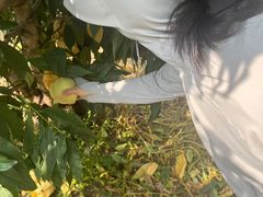 -老袁家蜜桃农场·阳山水蜜桃