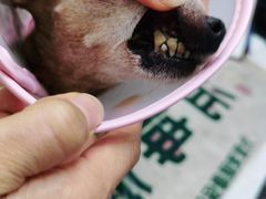 -瑞派宠物医院·中兽医专科(中央商城分院)