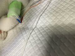 -申普宠物医院·心脏介入·心血管微创(总院)