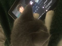 -喵店&猫咖