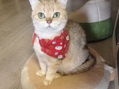 -伟伟宠物医院·瑞派猫友好医院·猫科(光谷店)