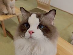 -猫在这儿猫咪咖啡馆·撸猫馆