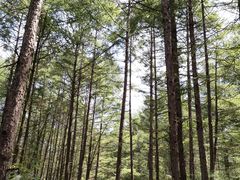 -大连天门山国家森林公园