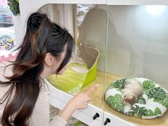 -青奢宠物·青奢猫舍