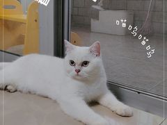 -lincat·猫舍(广州店)