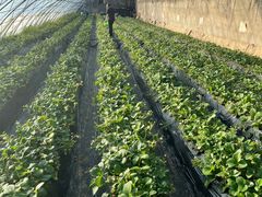 -昌平兴寿秀秀草莓采摘园