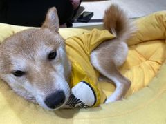 -逗柴咖啡屋·狗咖猫咖宠物桌游