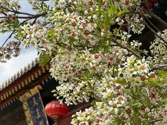 -五台山风景名胜区-罗睺寺