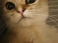 -猫大福·Fortune Cat猫舍(百子湾店)