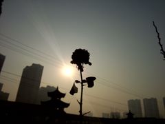 -曹州牡丹园