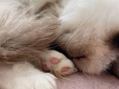 -共舞时光猫咖·狗咖(新街口店)