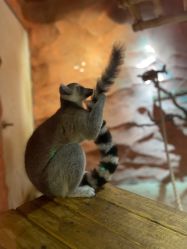 -Zoolung Zoolung动物主题公园(海信广场店)