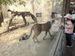 -上海野生动物园老虎餐厅