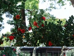 -深圳国际园林花卉博览园