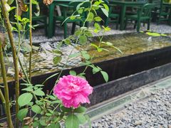 -云里小坐·小院里·团建·宴请·下午茶(三圣乡店)