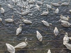 -烟墩角天鹅湖