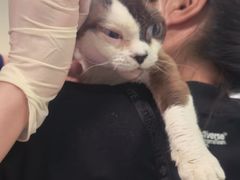 -北京观赏动物医院·24小时大型综合·猫专科·异宠专科