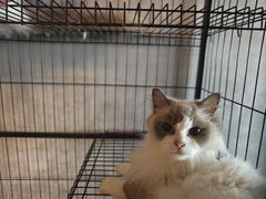 -笨猪青年旅舍(西乡地铁站店)