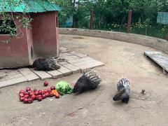 -青藏高原野生动物园