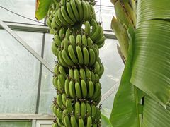 -呀路古热带植物园