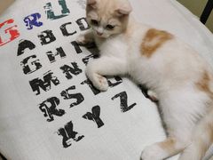 -藏猫猫咖啡主题馆(中央大道店)