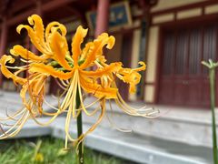 -西安大兴善寺