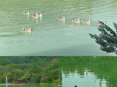 -广州白江湖森林公园