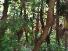 -东平国家森林公园