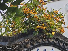 -丝绸小镇荻港古村