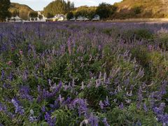 -紫海香堤香草艺术庄园